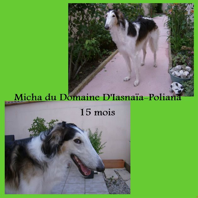 du Domaine d'Iasnaïa-Poliana - Micha !