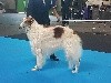  - Exposition Canine Internationale Montluçon