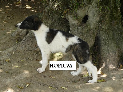 du Domaine d'Iasnaïa-Poliana - Hopium-czarovna