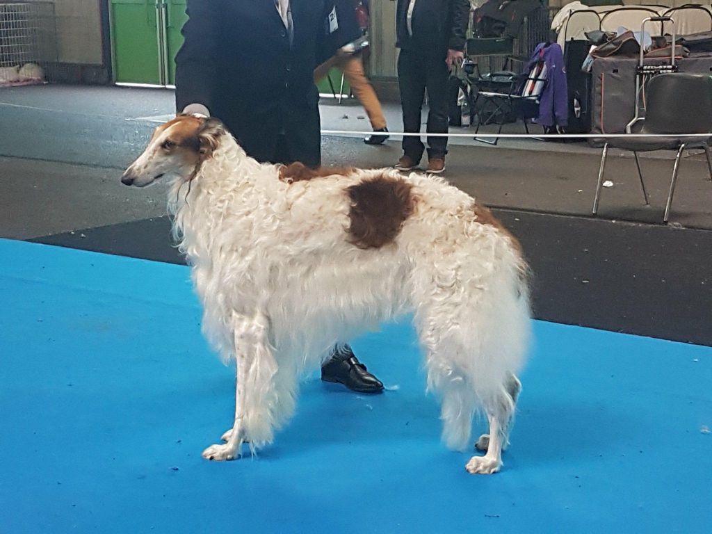 du Domaine d'Iasnaïa-Poliana - Exposition Canine Internationale Montluçon