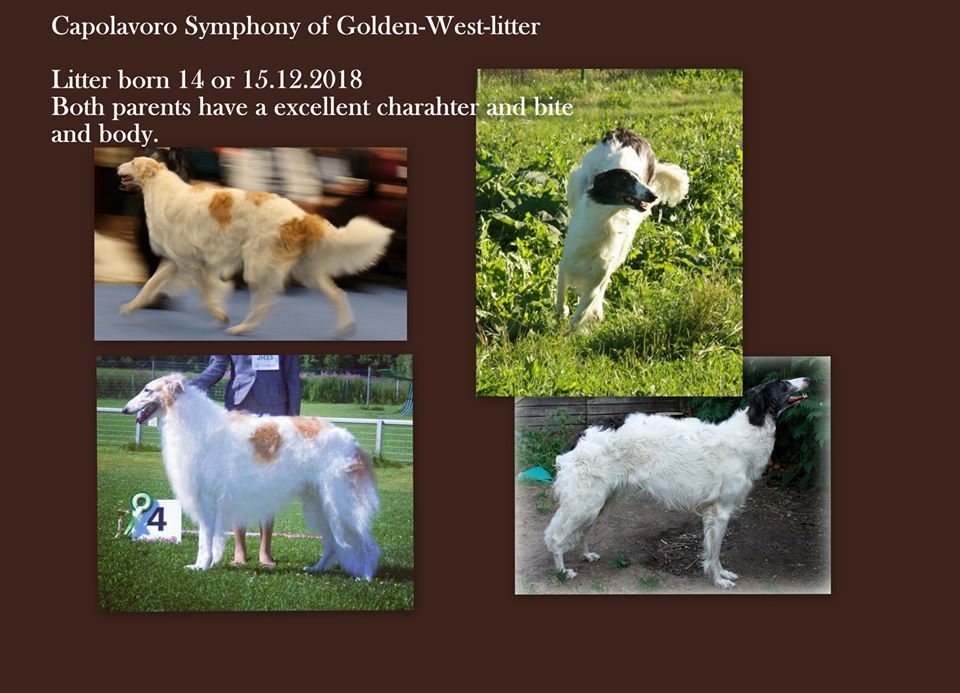 capolavoro Toundra symphony of golden-west