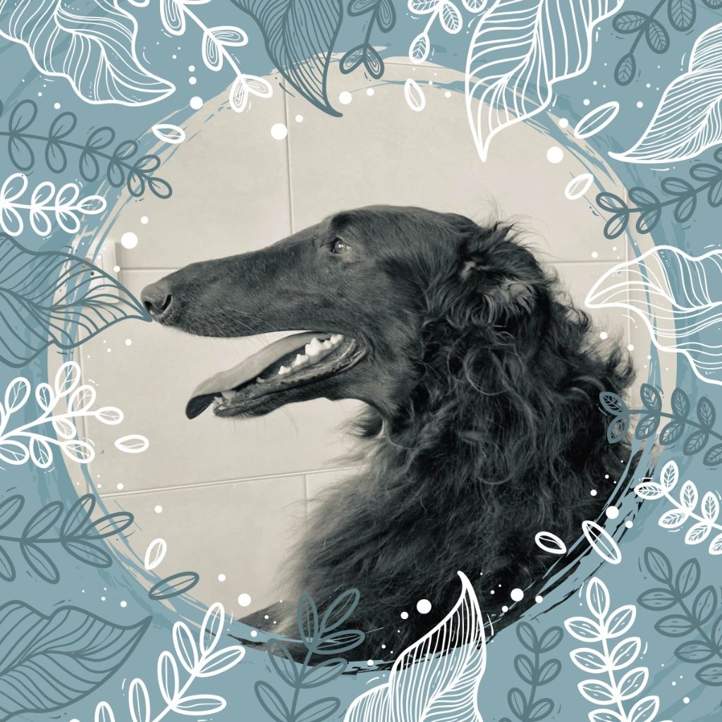 Riley du Domaine d'Iasnaïa-Poliana