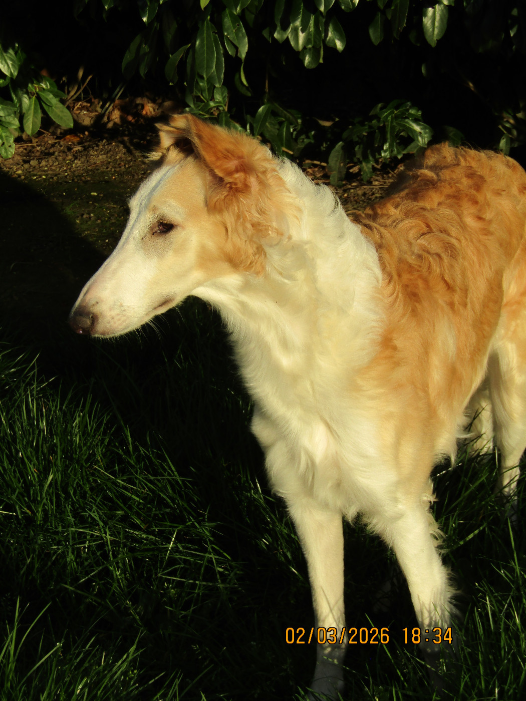 Artemis a love tale du Domaine d'Iasnaïa-Poliana