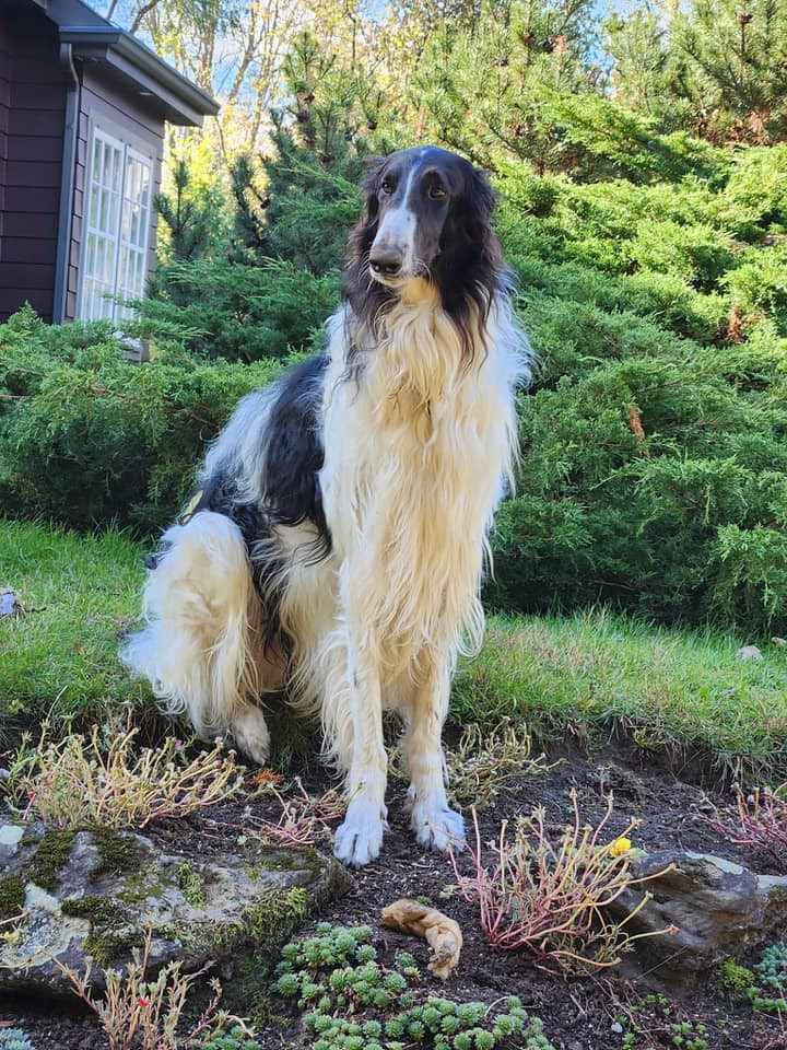 du Domaine d'Iasnaïa-Poliana - 18 mois