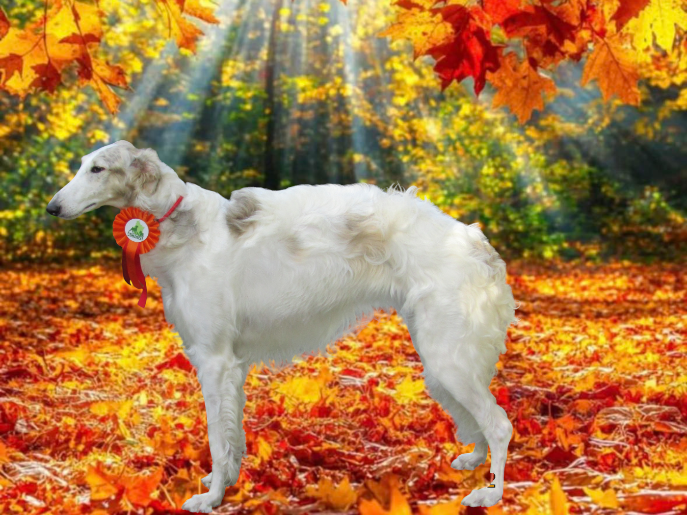 du Domaine d'Iasnaïa-Poliana - 18 mois