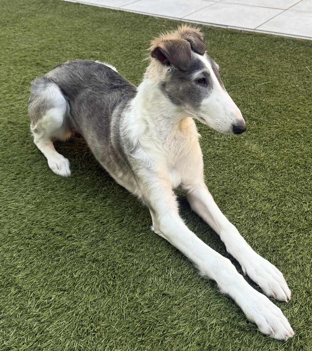 du Domaine d'Iasnaïa-Poliana - Des nouvelles d'Angel A Love Tale