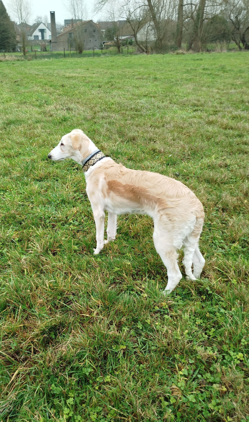 du Domaine d'Iasnaïa-Poliana - A'Sunny