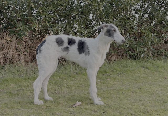 Atys 5 mois + 1 jour !!!