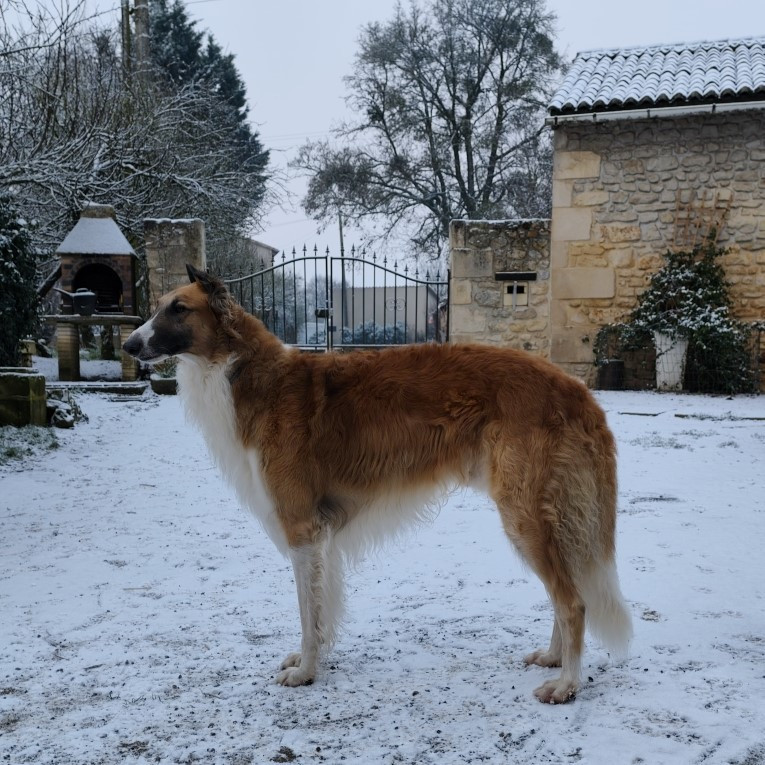 Chouette de la neige pour Usko!
