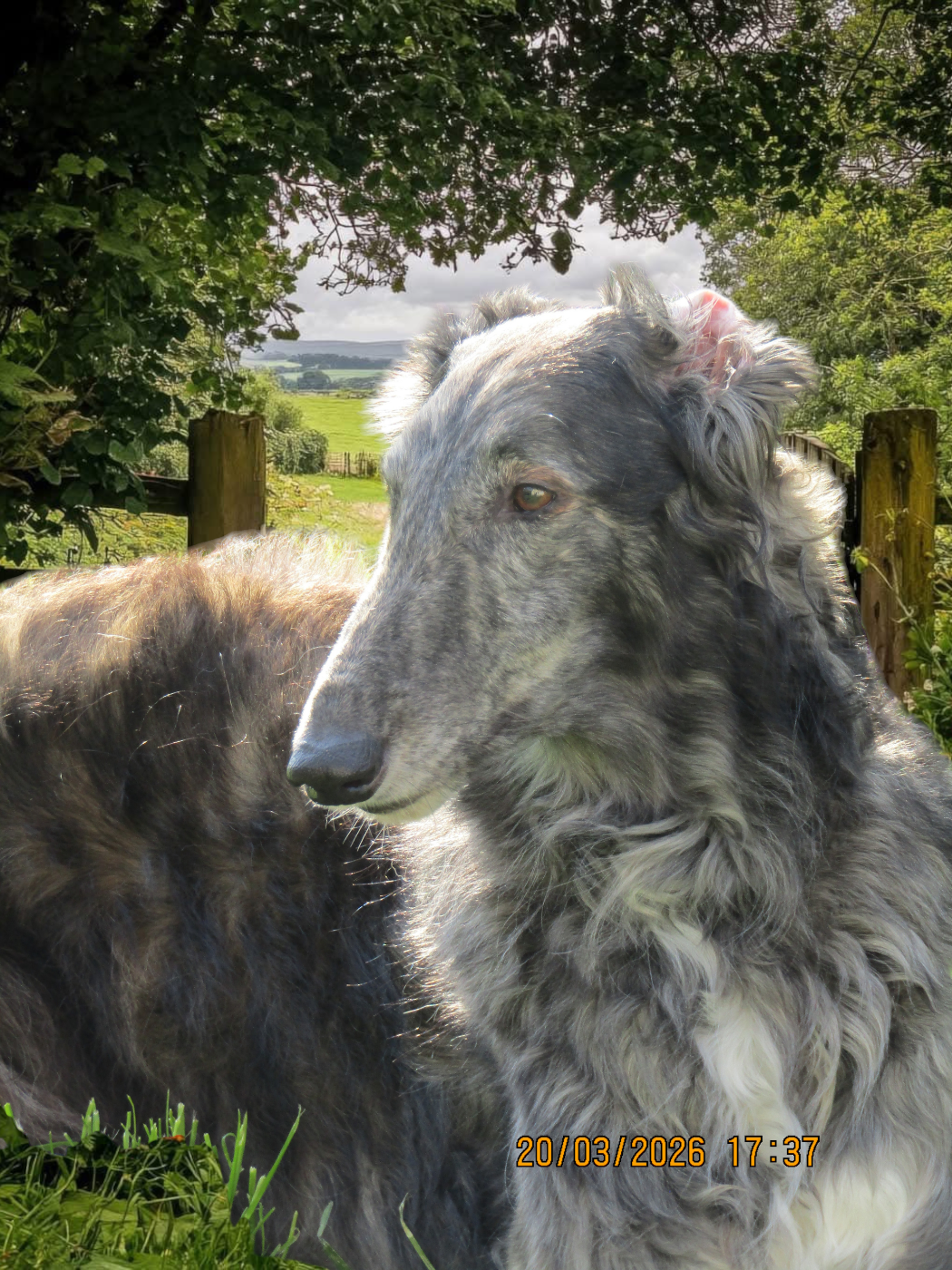 du Domaine d'Iasnaïa-Poliana - The Willow !