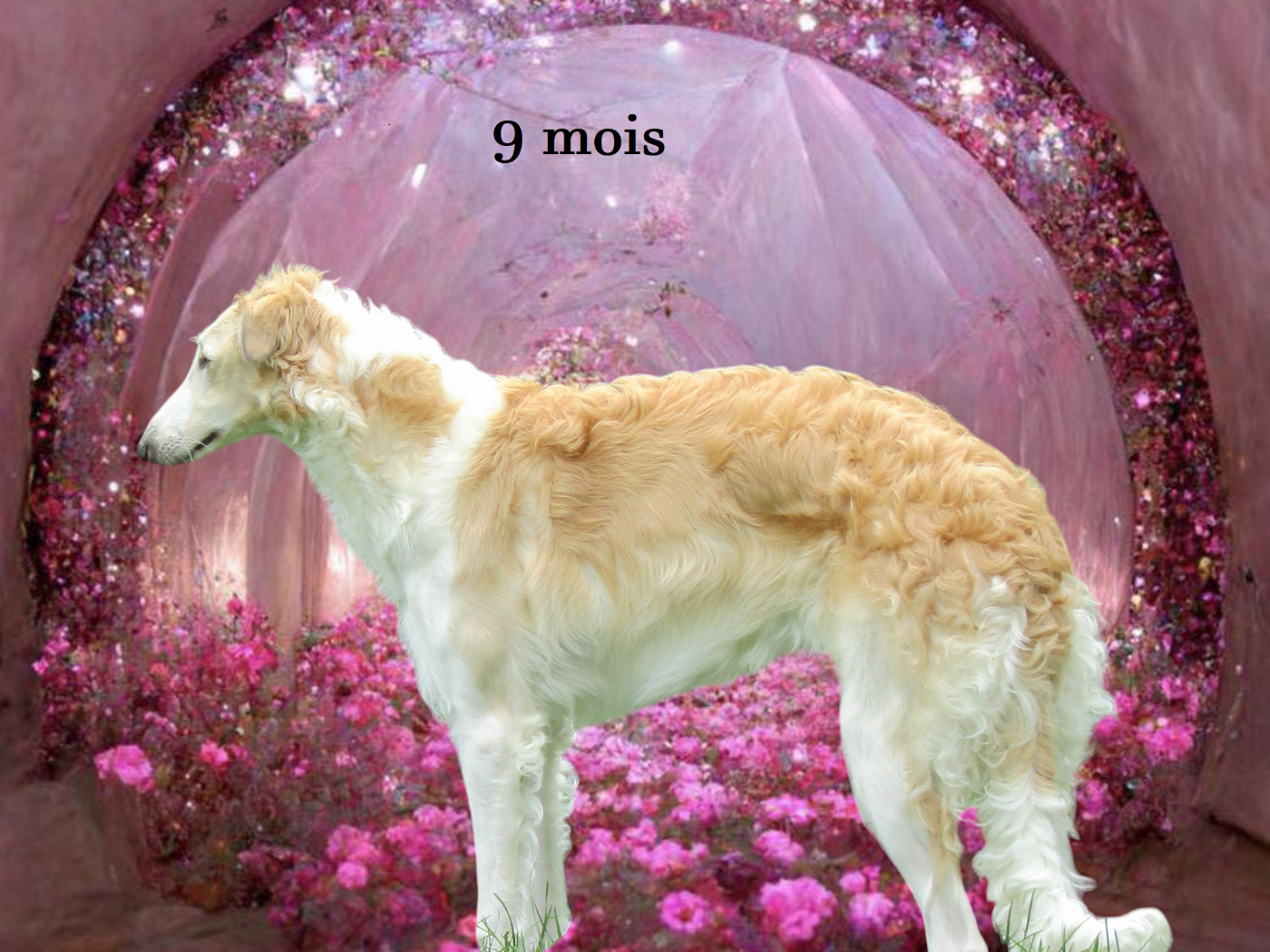 9 mois