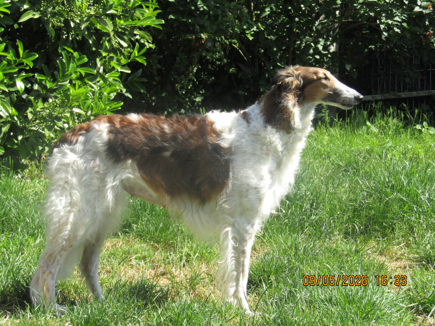 Paskova Silent Angel 46 jours de gestation