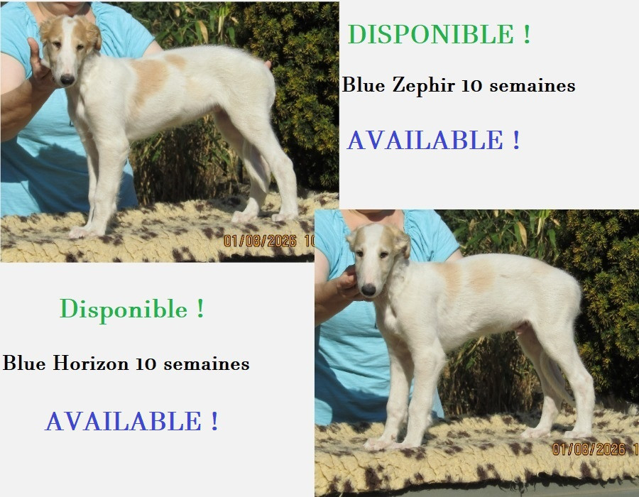 du Domaine d'Iasnaïa-Poliana - Deux bébés barzoïs attendent leur famille