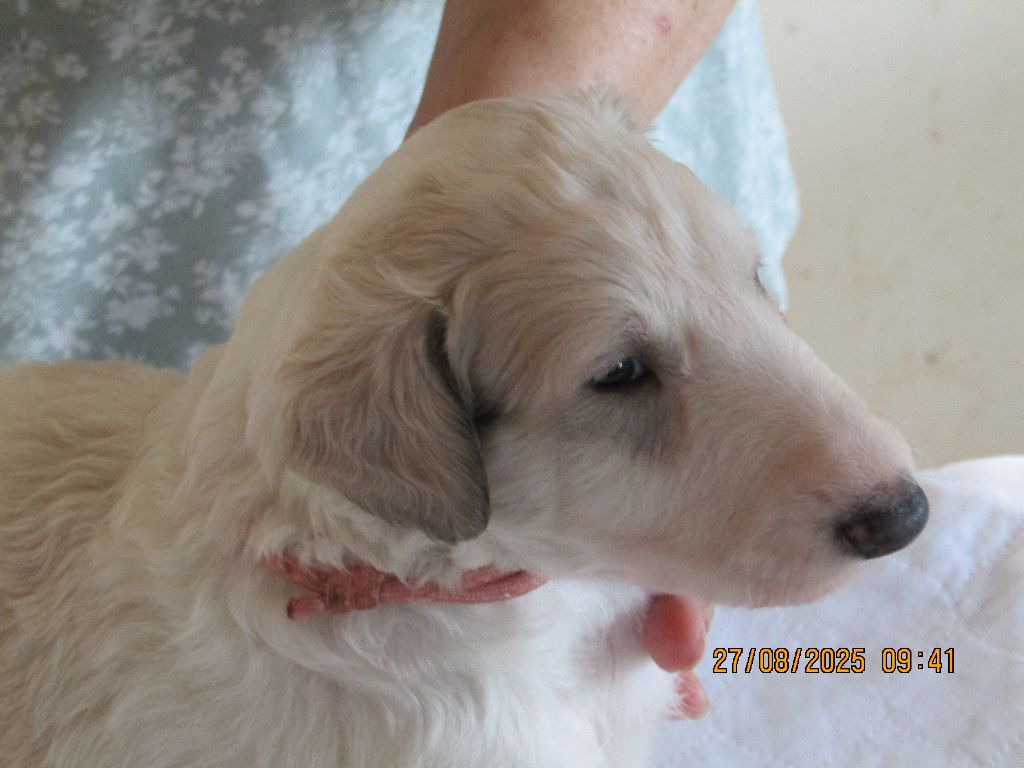 Chiot Barzoi du Domaine d'Iasnaïa-Poliana