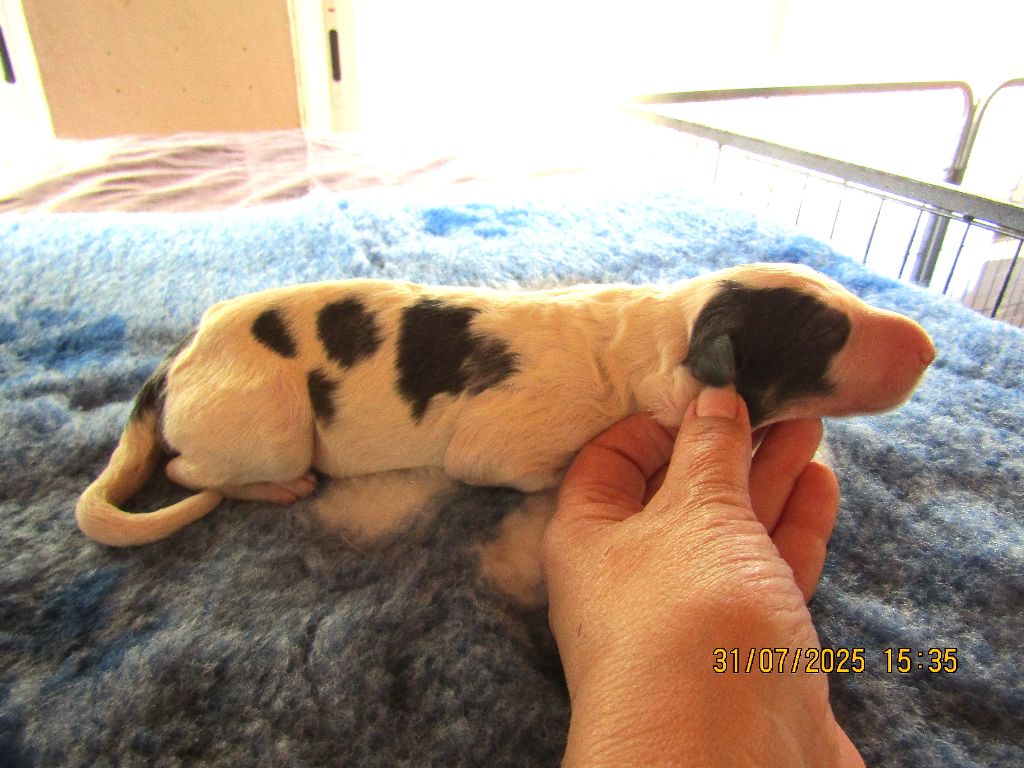du Domaine d'Iasnaïa-Poliana - Chiots disponibles - Barzoi