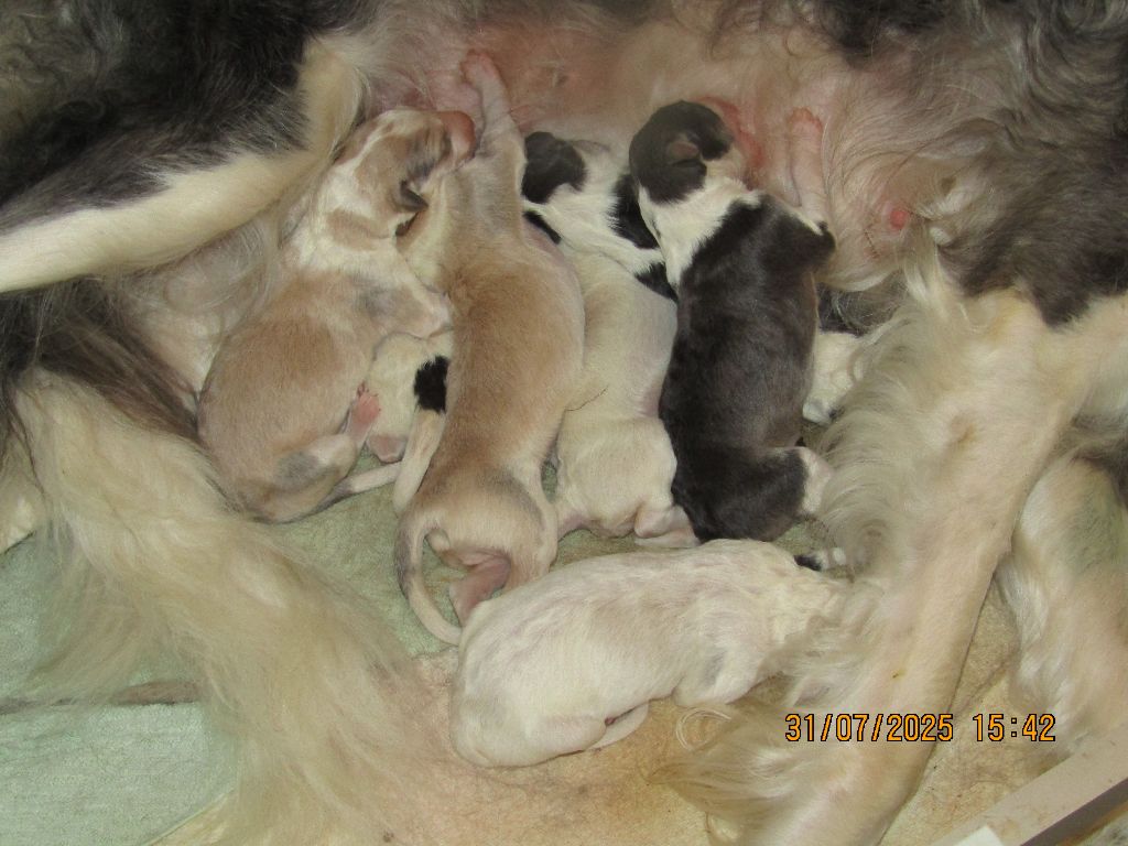 Chiot Barzoi du Domaine d'Iasnaïa-Poliana
