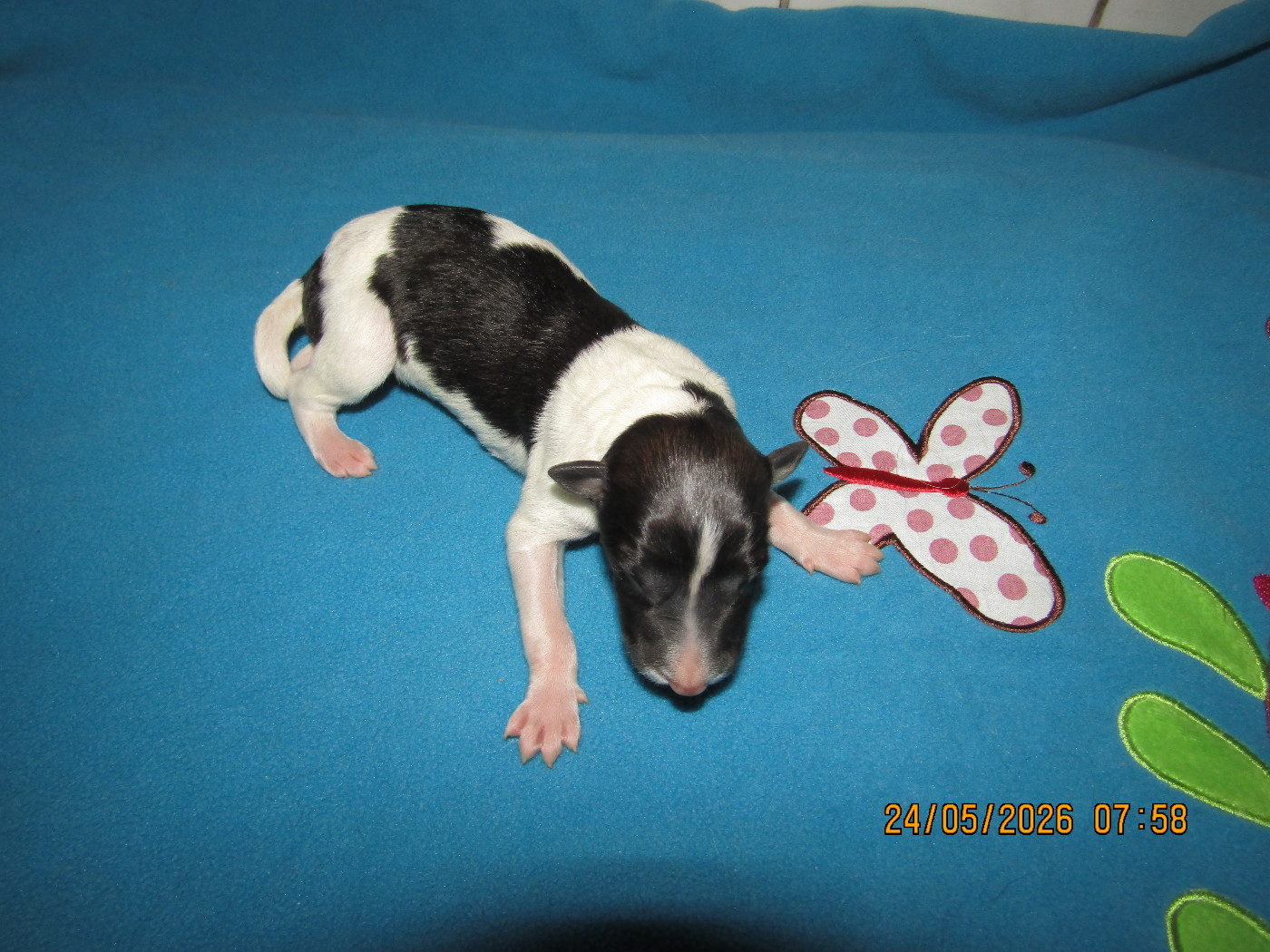 du Domaine d'Iasnaïa-Poliana - Chiots disponibles - Barzoi