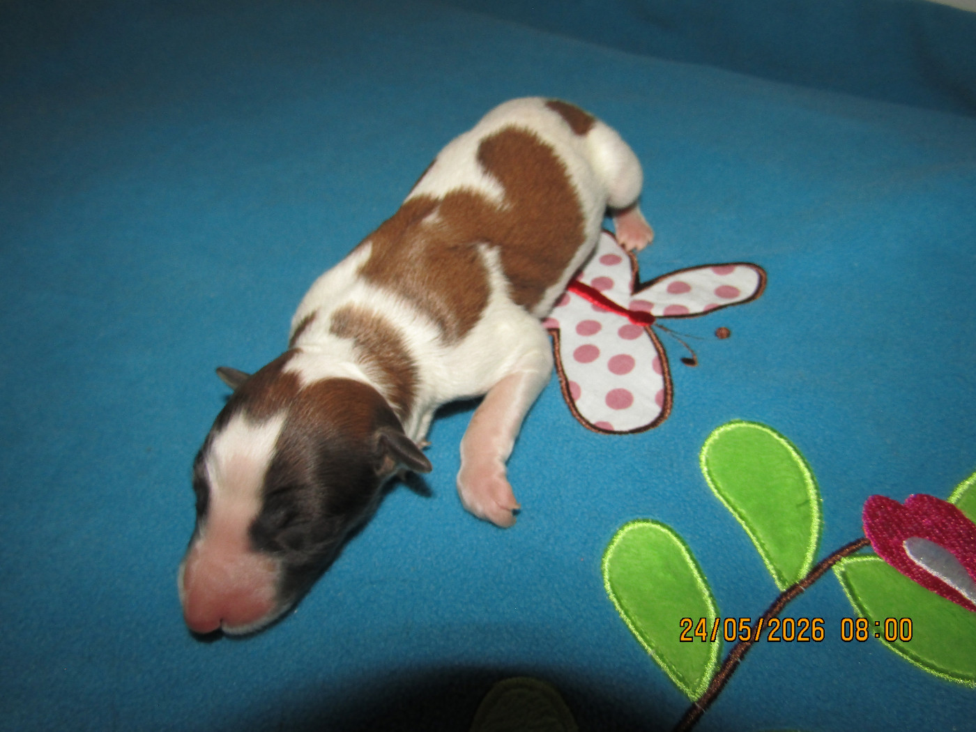 du Domaine d'Iasnaïa-Poliana - Chiots disponibles - Barzoi