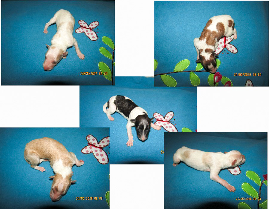 Chiot Barzoi du Domaine d'Iasnaïa-Poliana