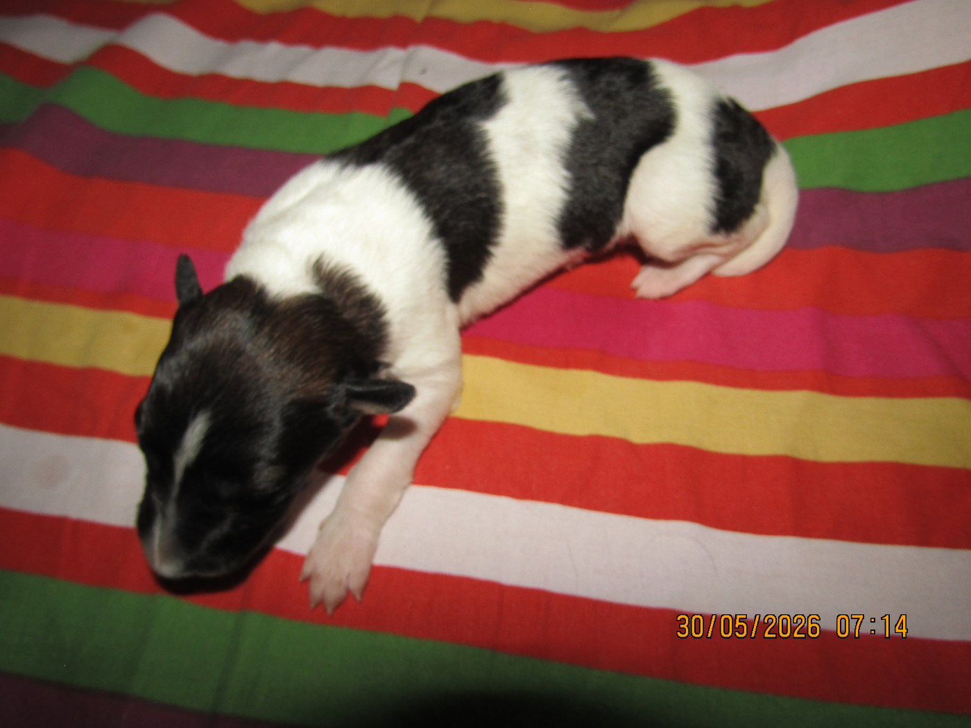 du Domaine d'Iasnaïa-Poliana - Chiots disponibles - Barzoi
