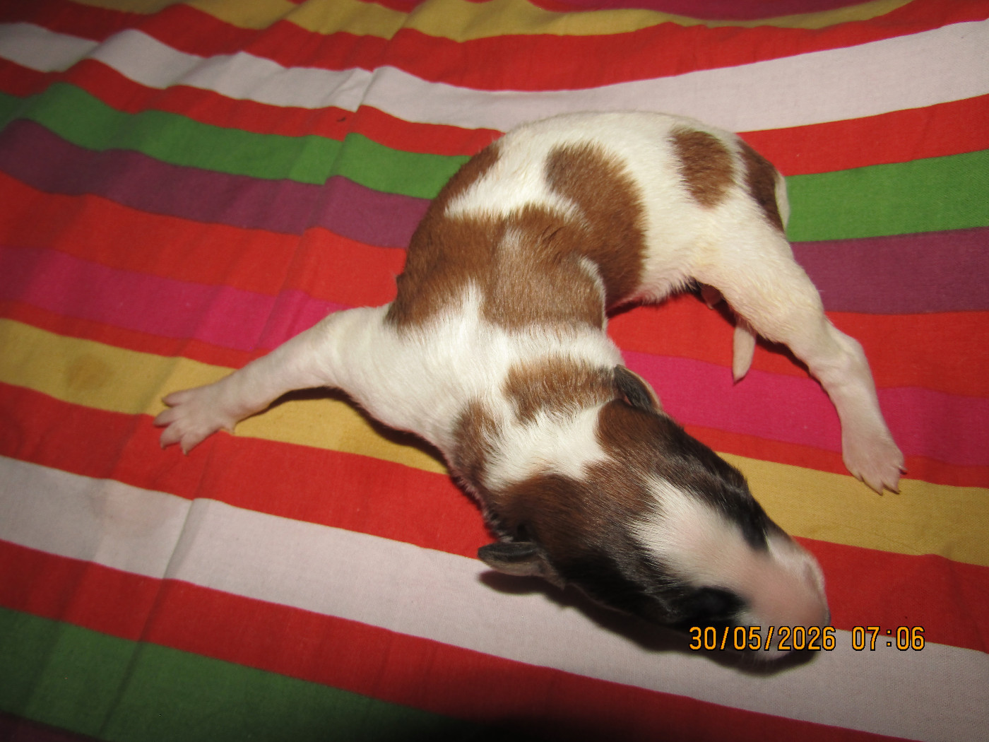 du Domaine d'Iasnaïa-Poliana - Chiots disponibles - Barzoi