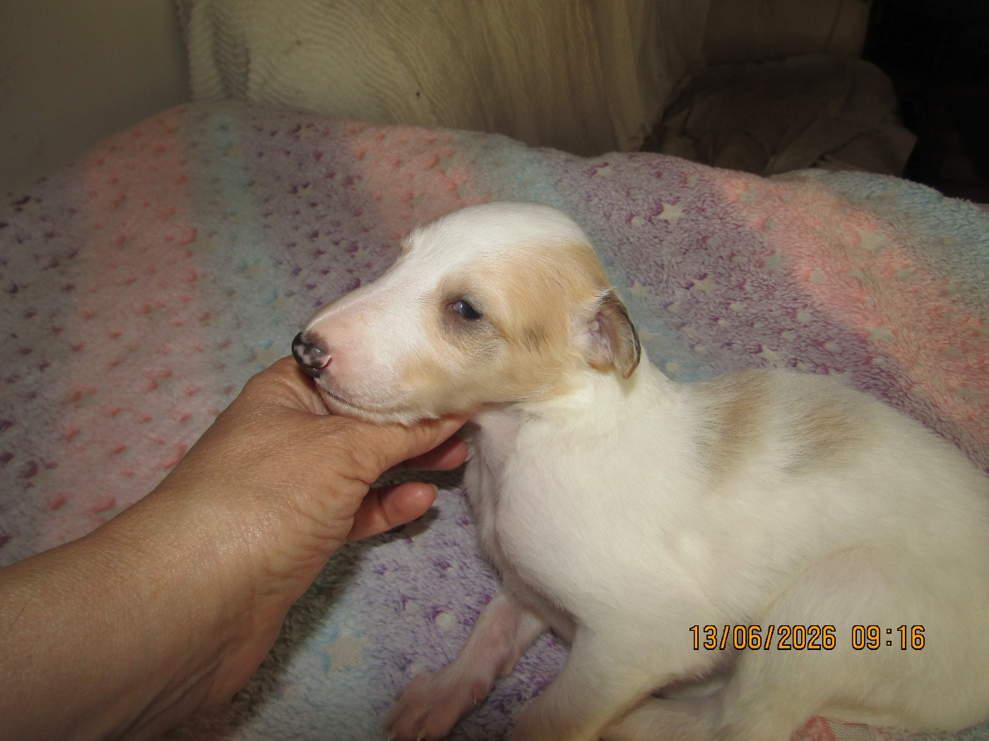 du Domaine d'Iasnaïa-Poliana - Chiots disponibles - Barzoi