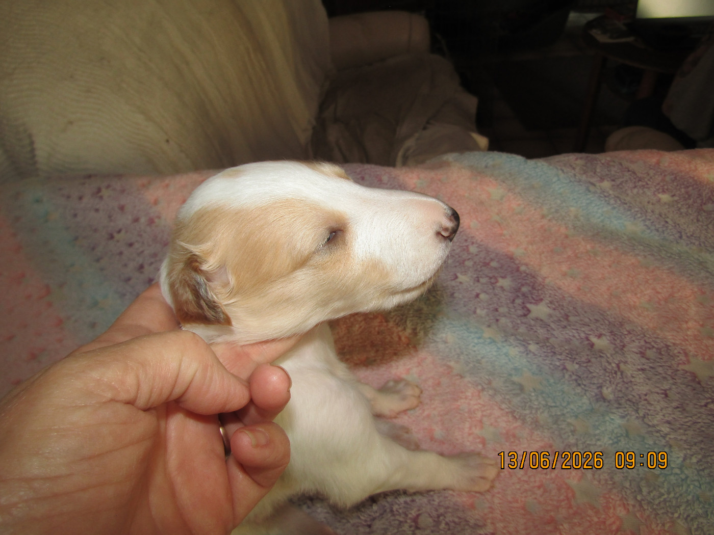 du Domaine d'Iasnaïa-Poliana - Chiots disponibles - Barzoi