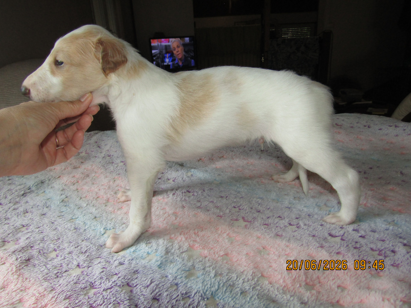 du Domaine d'Iasnaïa-Poliana - Chiots disponibles - Barzoi