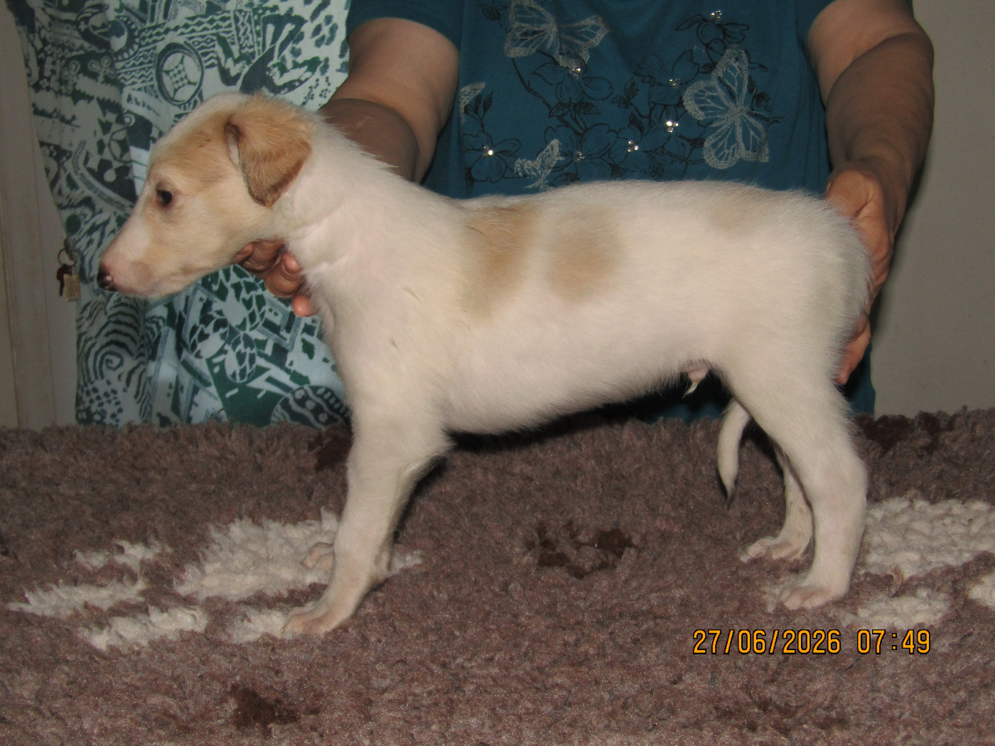 du Domaine d'Iasnaïa-Poliana - Chiots disponibles - Barzoi