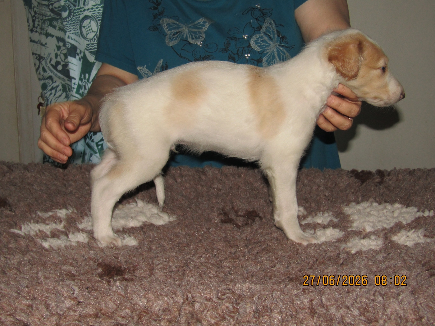 du Domaine d'Iasnaïa-Poliana - Chiots disponibles - Barzoi