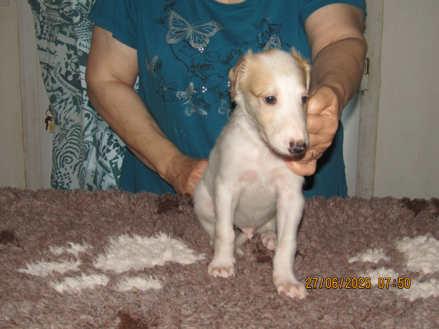 Chiot Barzoi du Domaine d'Iasnaïa-Poliana