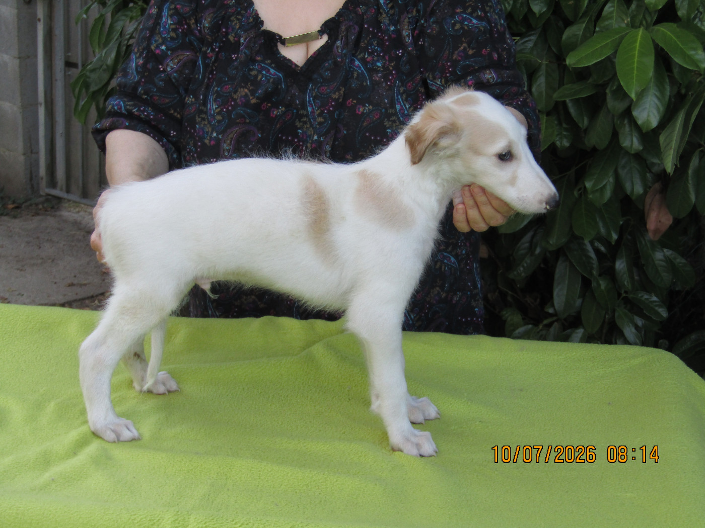 du Domaine d'Iasnaïa-Poliana - Chiots disponibles - Barzoi