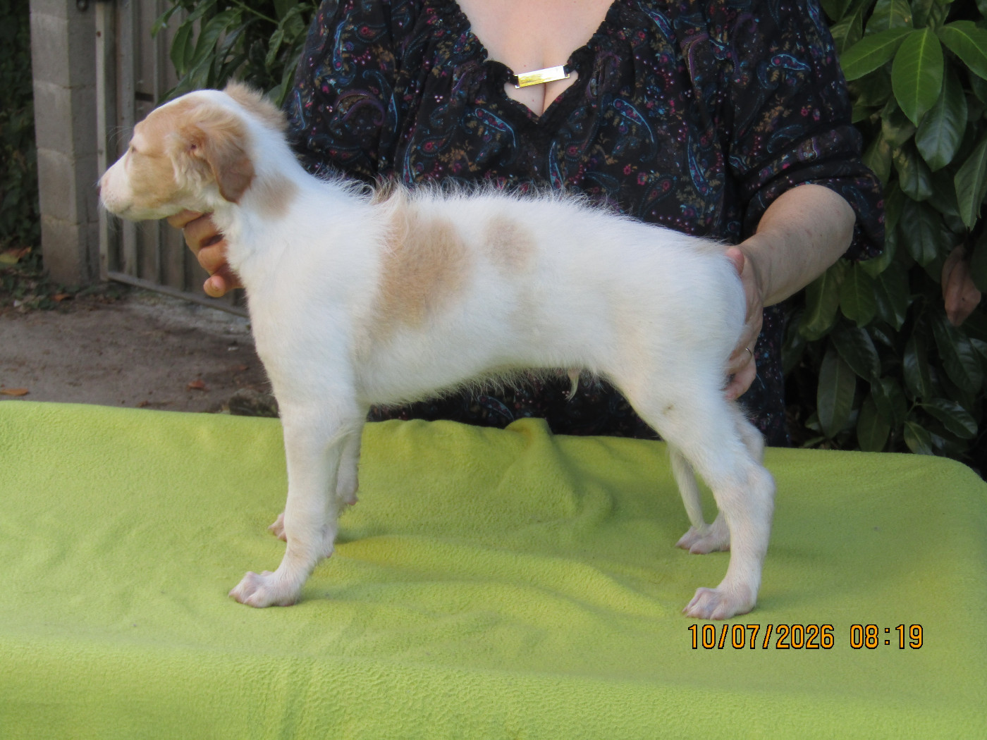 du Domaine d'Iasnaïa-Poliana - Chiots disponibles - Barzoi