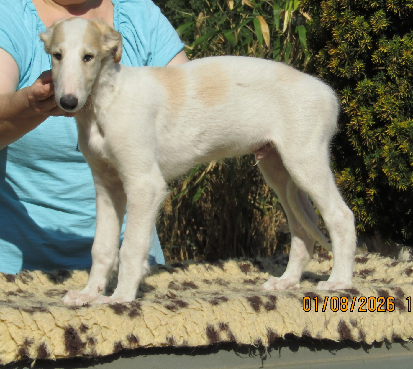 du Domaine d'Iasnaïa-Poliana - Chiots disponibles - Barzoi