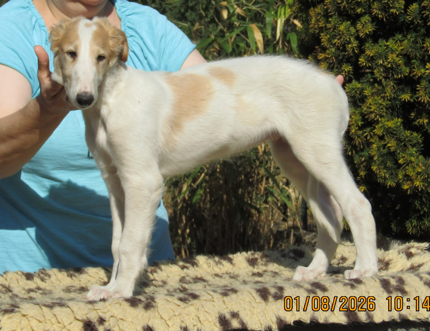 du Domaine d'Iasnaïa-Poliana - Chiots disponibles - Barzoi
