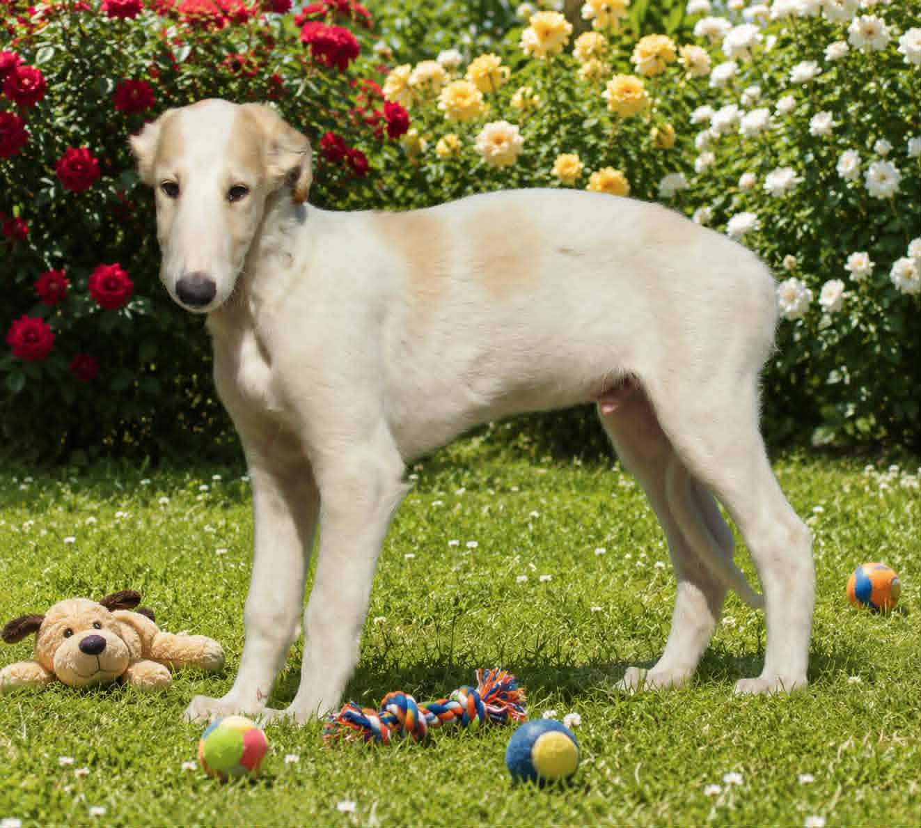 du Domaine d'Iasnaïa-Poliana - Chiots disponibles - Barzoi