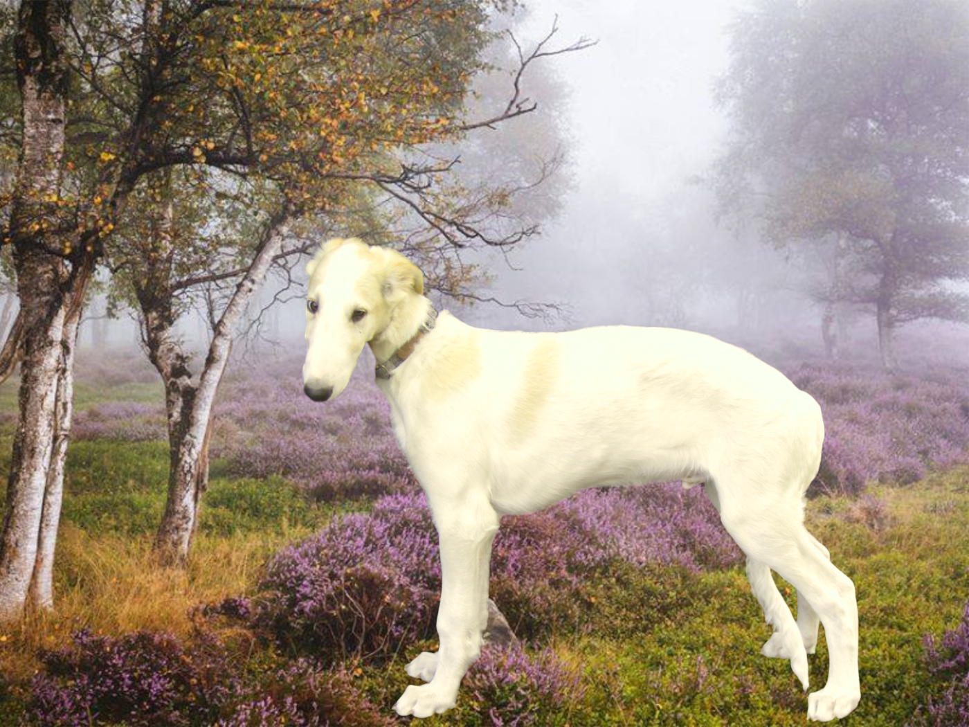 du Domaine d'Iasnaïa-Poliana - Chiots disponibles - Barzoi