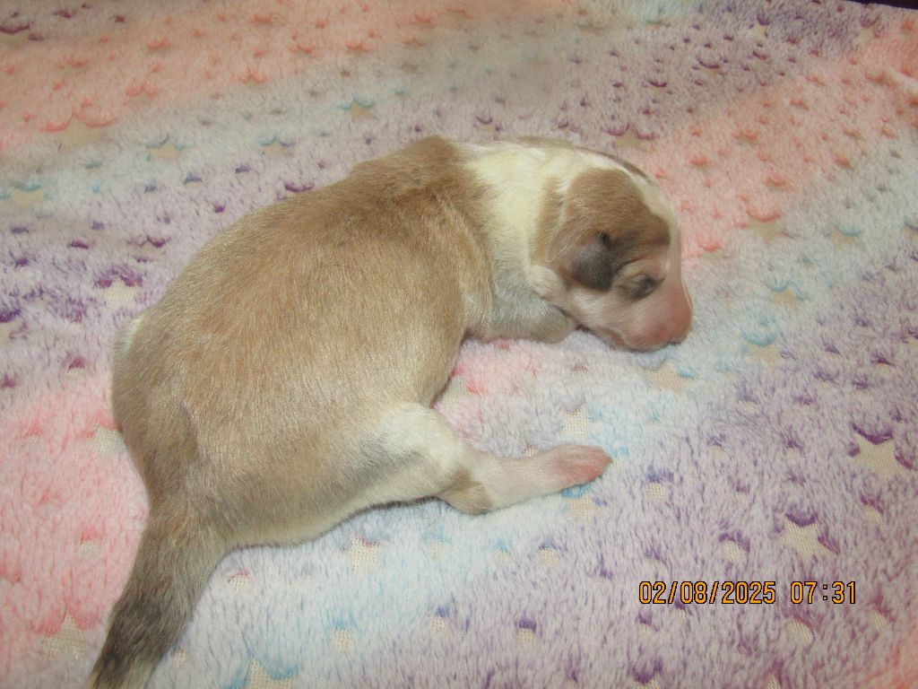 du Domaine d'Iasnaïa-Poliana - Chiots disponibles - Barzoi