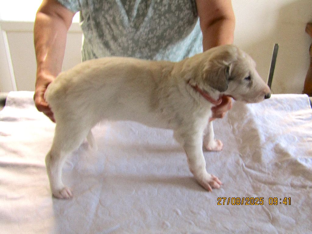 du Domaine d'Iasnaïa-Poliana - Chiots disponibles - Barzoi