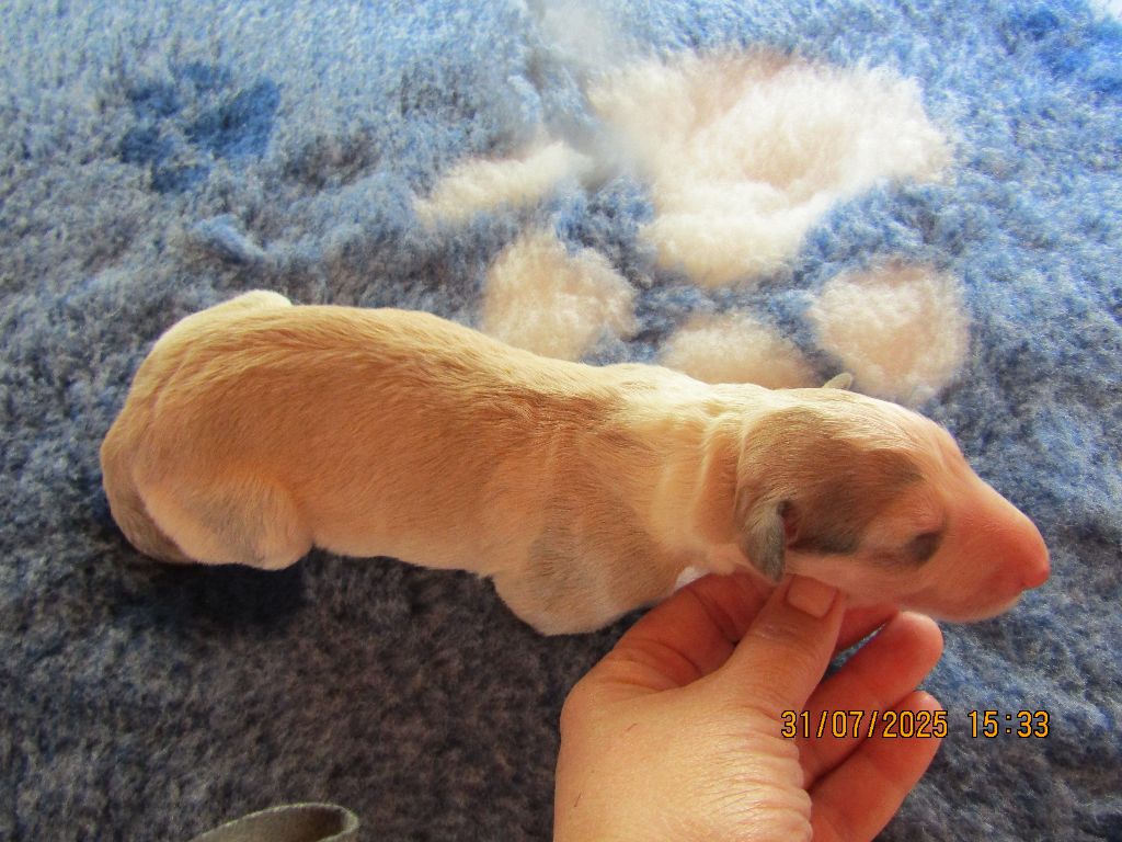 du Domaine d'Iasnaïa-Poliana - Chiots disponibles - Barzoi