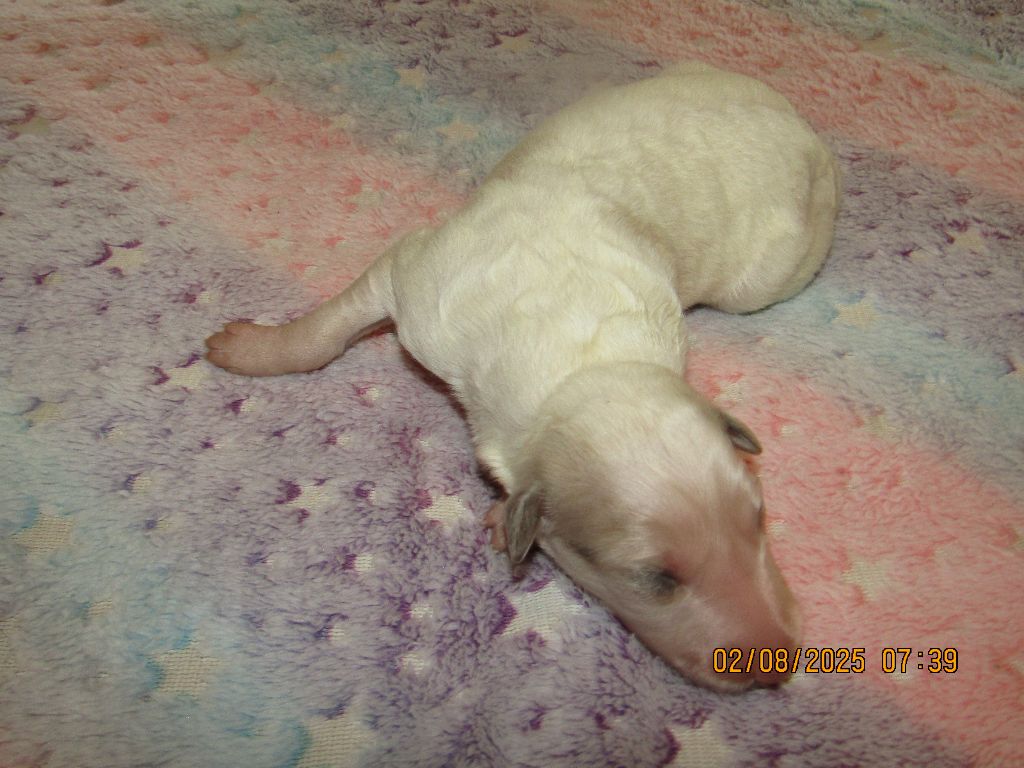 CHIOT