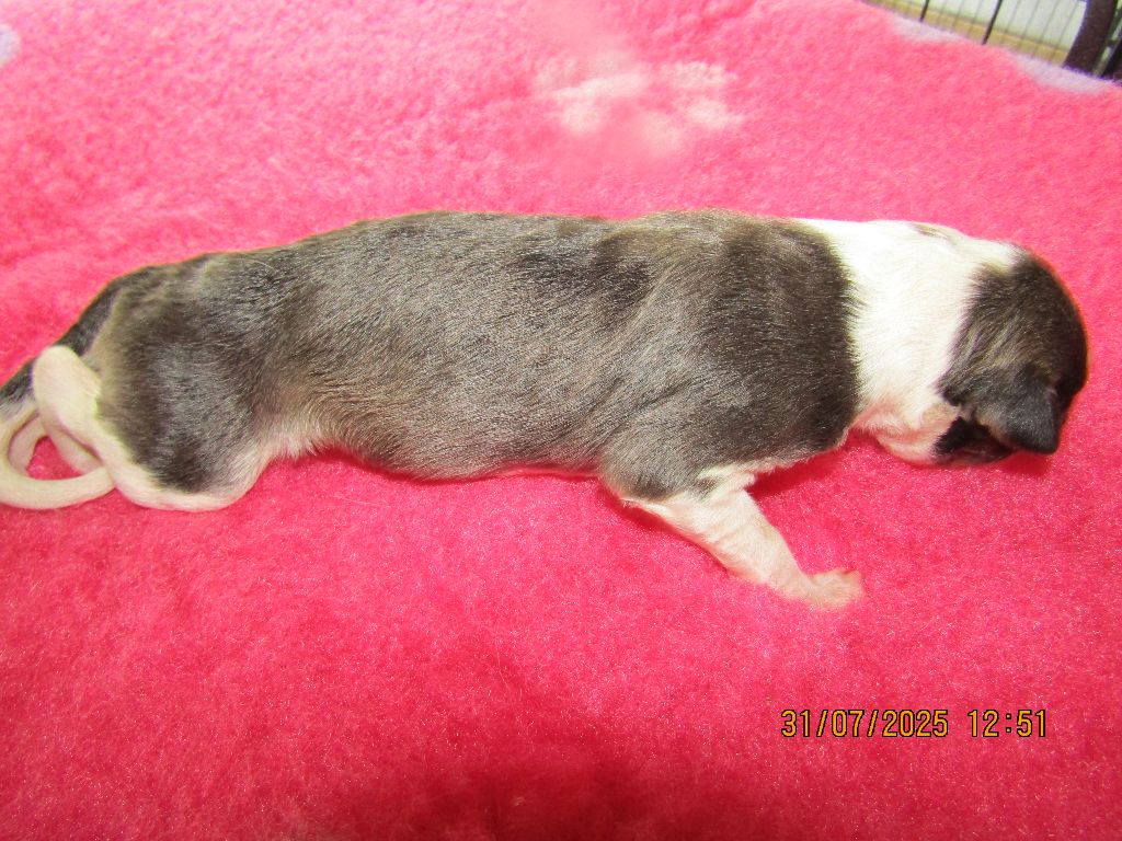 du Domaine d'Iasnaïa-Poliana - Chiots disponibles - Barzoi