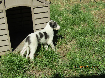 CHIOT
