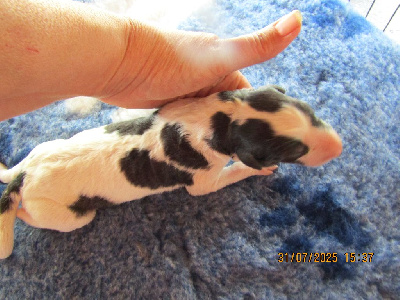 CHIOT