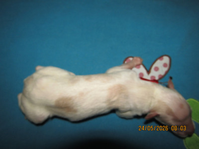 CHIOT 10