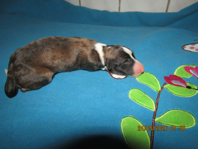 CHIOT 3