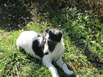 CHIOT
