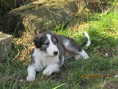 CHIOT