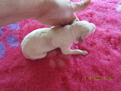 CHIOT