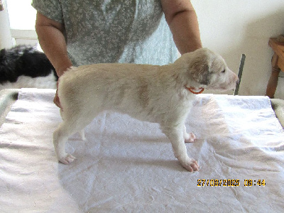 CHIOT